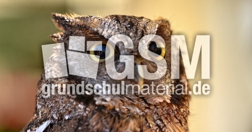 Choliba-Kreischeule (08).jpg